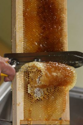 Desoperculation cadre miel