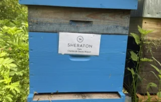 Ruche parrainée par Hôtel Sheraton Paris CDG